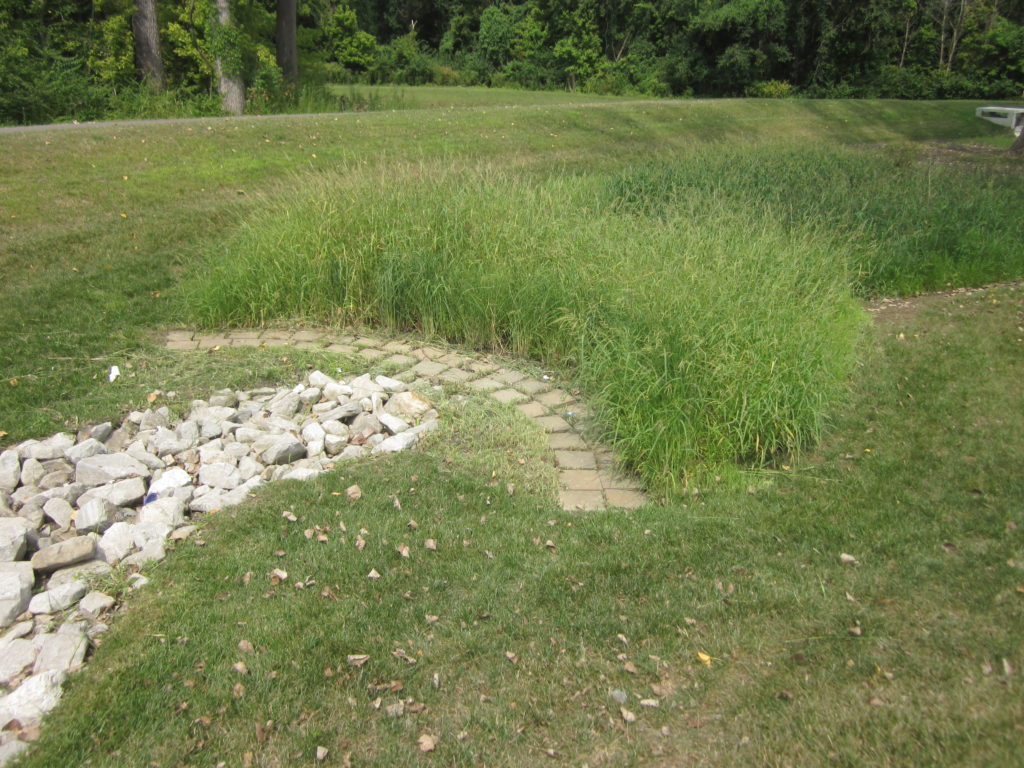 Vegetated Cordgrass Buffer_0